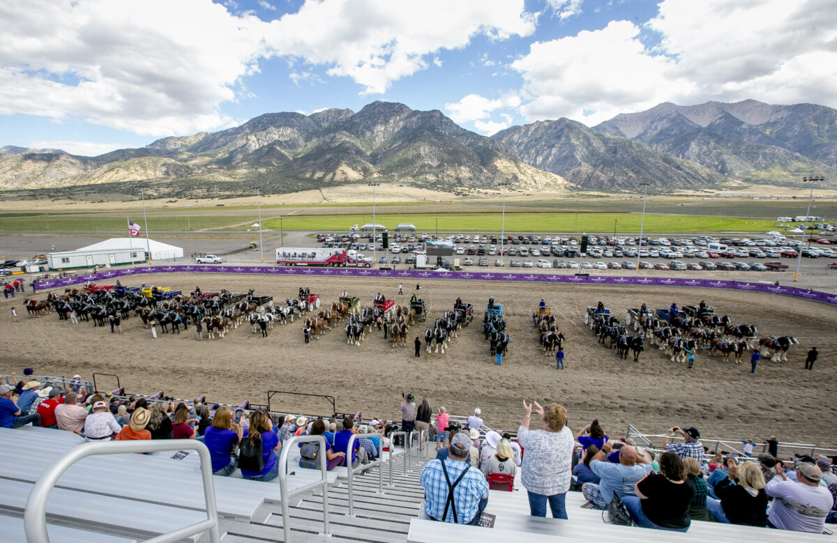 Though Young Living’s Percheron draft horse teams have